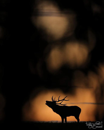 Brame Cerf Bauges