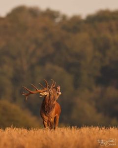 Brame Cerf Bauges