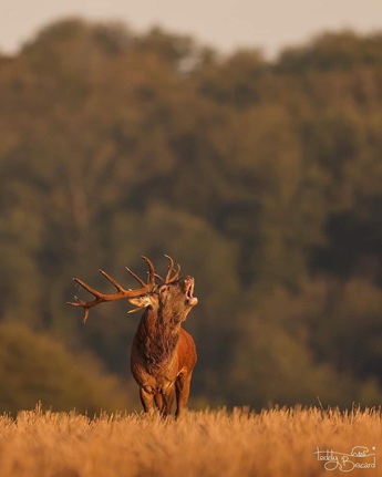 Brame Cerf Bauges