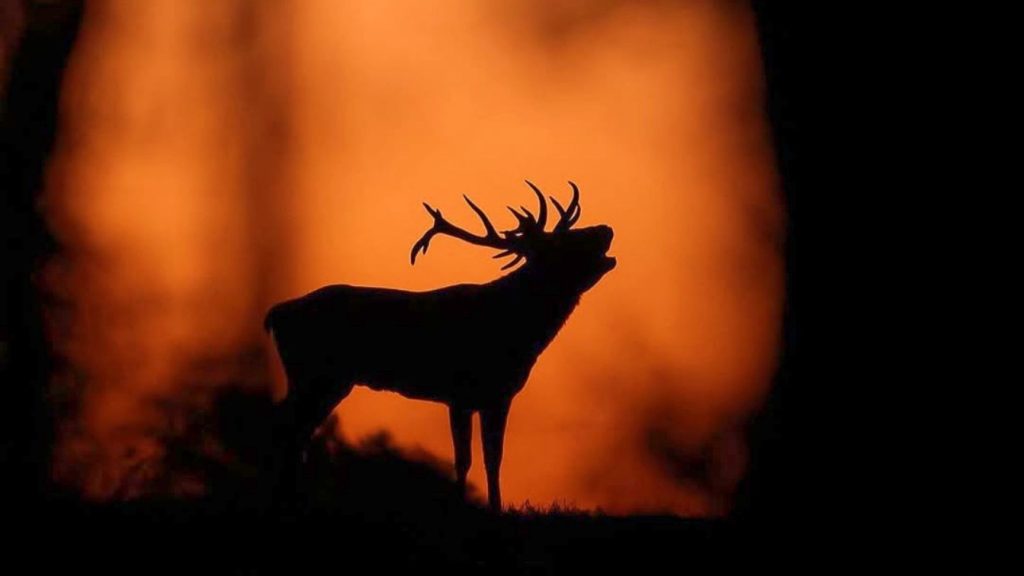 Faune flore massif Bauges
