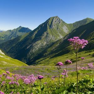 Faune flore massif Bauges
