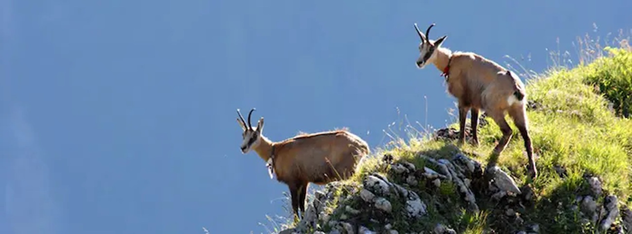 Faune flore massif Bauges