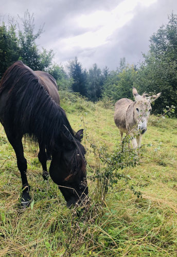 randonnee-cheval-bauges