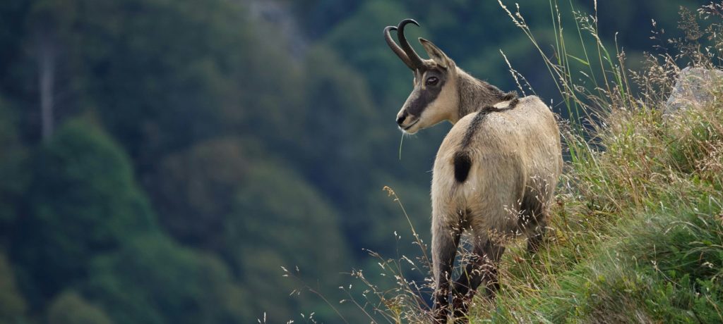 chamois sur l'arcalod