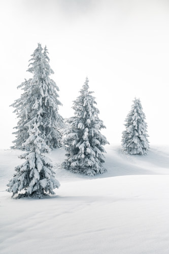sapins enneigés