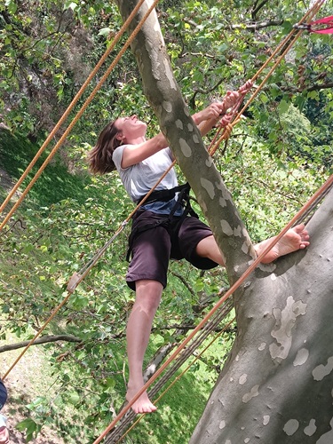 Voyage arboricole